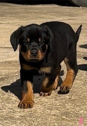 Besondere kleine Rottweiler-Welpen Hannover - изображение 1