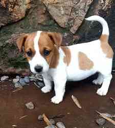 Jack Russell Welpen von registrierten Eltern Bremen