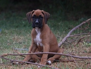 Boxerwelpen zu verkaufen Мюнхен - изображение 1