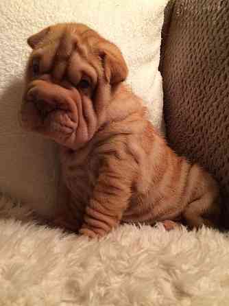 Chinesische Shar-Pei-Welpen Дюссельдорф