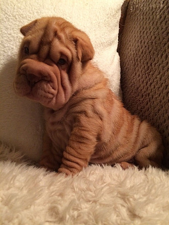 Chinesische Shar-Pei-Welpen Потсдам - изображение 1