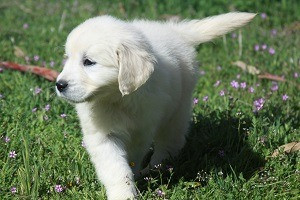 Englischer Creme-Golden Retriever Munich - photo 1