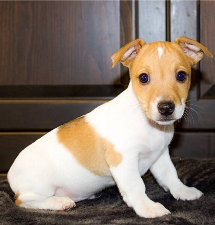 Jack Russell Terrier Welpen Мюнхен - изображение 1