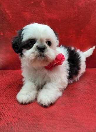 Entzückende Shih Tzu-Welpen Вісбаден - изображение 1