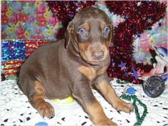 Dobermann-Pinscher-Welpen Saarbruecken