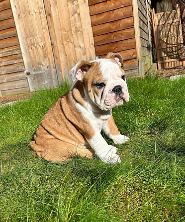 Englische Bulldogge welpen Hamburg - photo 2