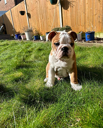 Englische Bulldogge welpen mit papiere Шверін - изображение 1