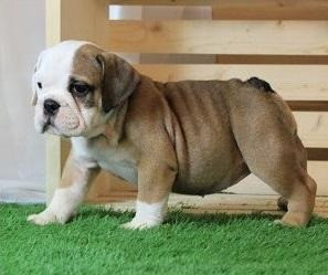 wunderschön Englische Bulldogge welpen Erfurt - photo 2