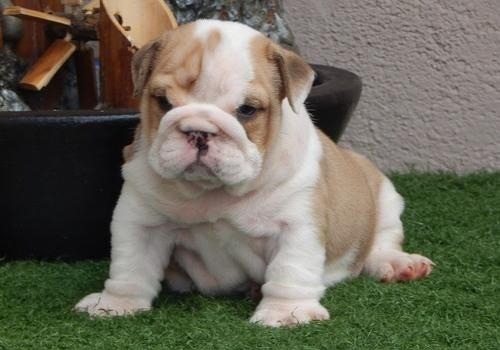 wunderschön Englische Bulldogge welpen Erfurt - изображение 1