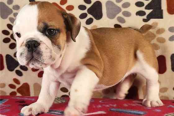 Reinrassig Englische Bulldogge welpen Stuttgart