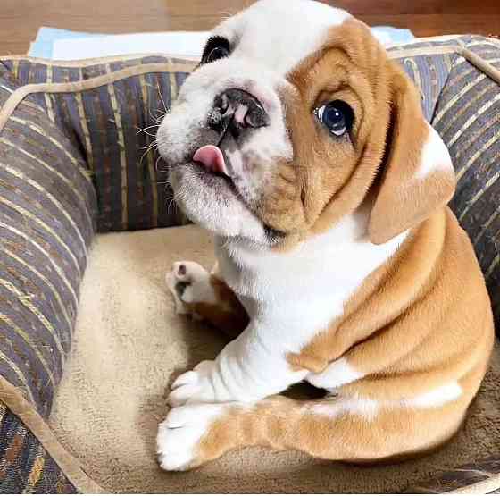 Perfekte kleine englische Bulldoggenwelpen Bremen