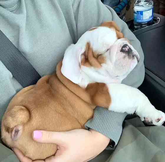 Gut trainiert Englische Bulldogge welpen Hannover