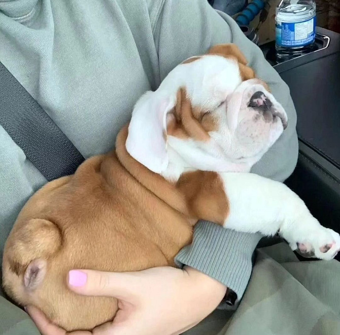 Gut trainiert Englische Bulldogge welpen Hannover - photo 2