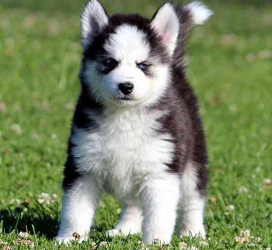 Siberian Husky Puppies Штутгарт