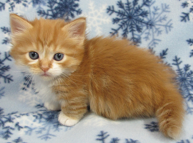 Munchkin kittens Гамбург - изображение 1