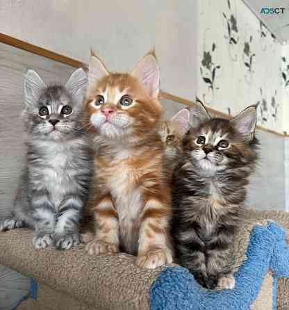 Maine coon kittens Berlin