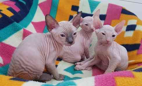 Burmese kittens Штутгарт