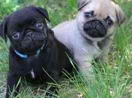 Pug Puppies Berlin