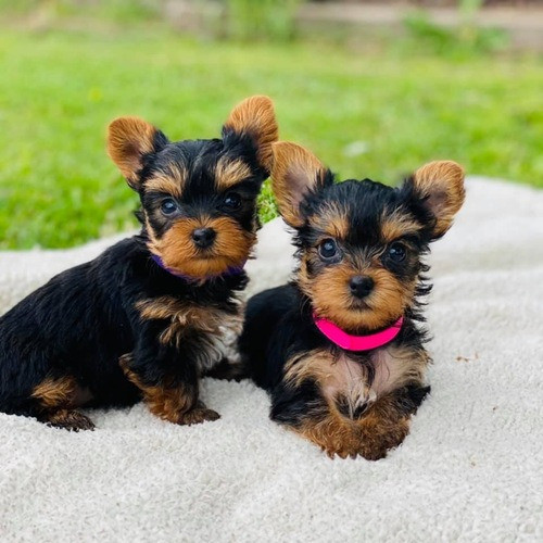 Yorkie Puppies Hamburg - photo 1