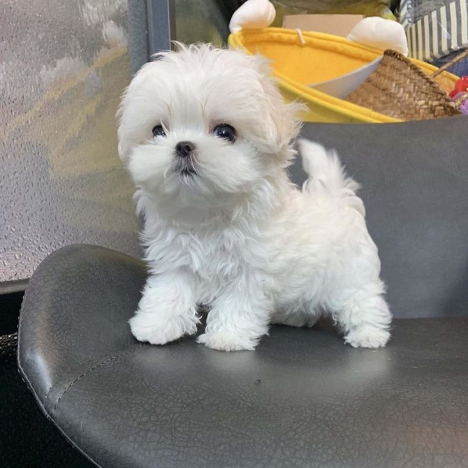 Maltese Puppies for sale Берлин - изображение 1