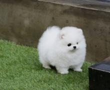 Pomeranian Puppies Stuttgart-Ost - photo 1