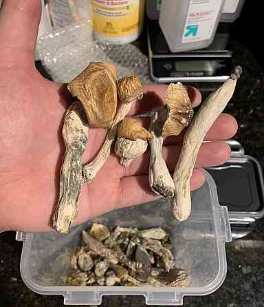 Psychedelic mushrooms Мюнхен