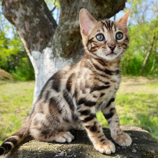 Bengal kittens for adoption Hamburg - photo 1