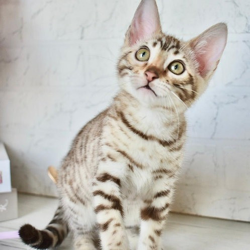 Bengal kittens Stuttgart - photo 2