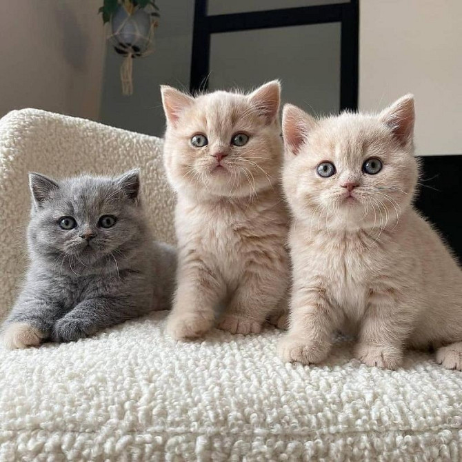 British Shorthair kittens Hamburg - изображение 1