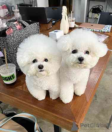 Bichon frise Puppies Гамбург