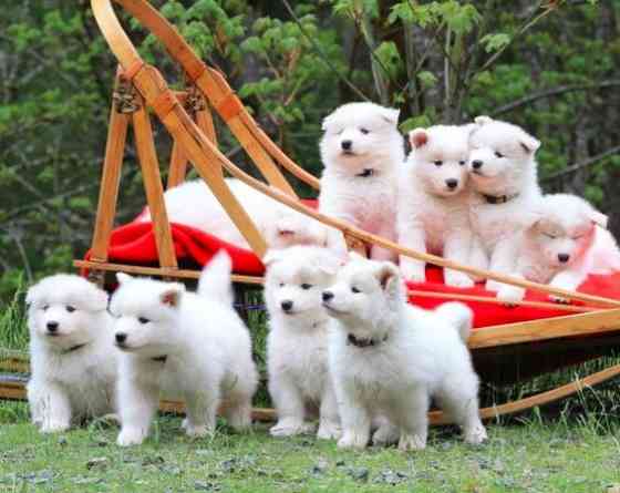 Samoyed Puppies Гамбург