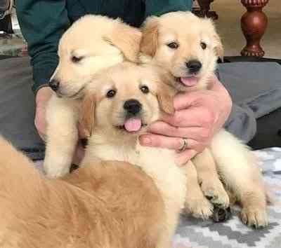 Golden Retriever Puppies Гамбург