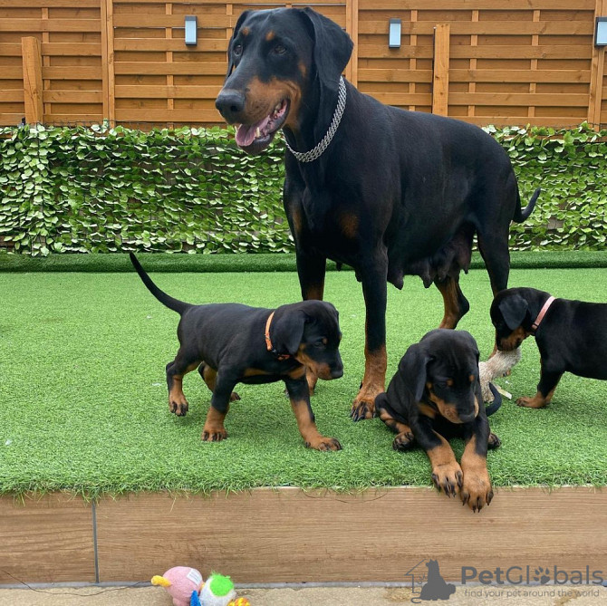 Doberman Puppies Hamburg - photo 1