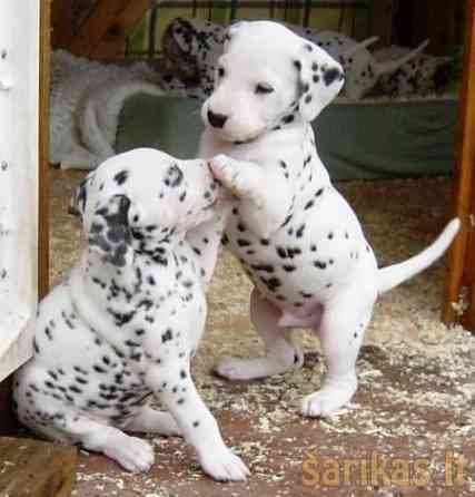 Dachshund Puppies Гамбург