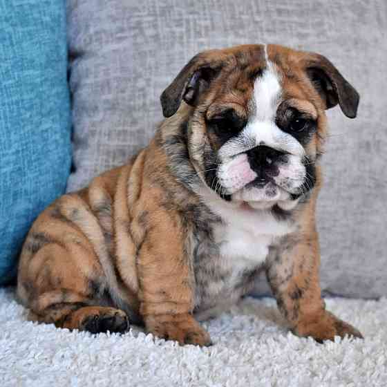 English Bulldog Puppies Гамбург