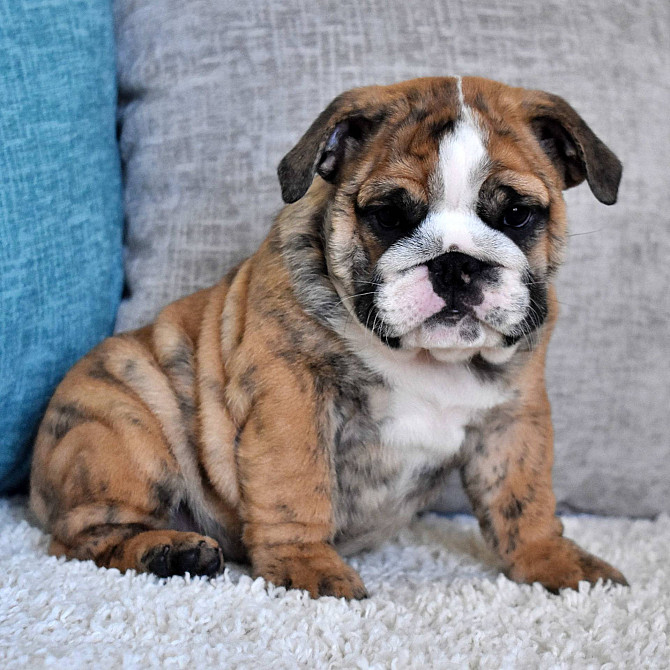 English Bulldog Puppies Hamburg - photo 1