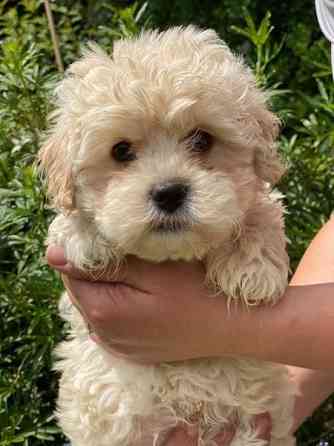 Щенки Sweet Maltipoo, выращенные в домашних условиях Potsdam