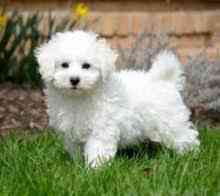 Bichon frise Puppies Берлин