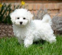 Bichon frise Puppies Berlin - photo 1