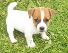 Jack Russell Puppies Берлін