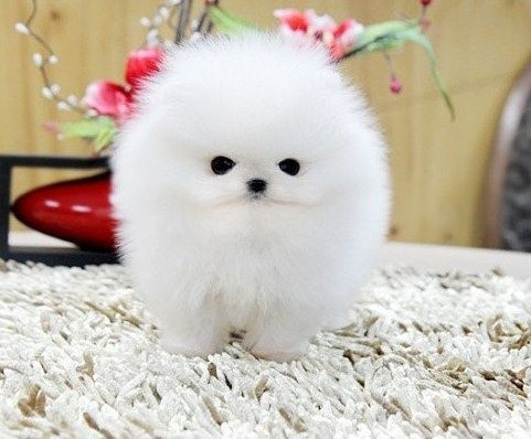 Pomeranian puppies Берлин - изображение 1