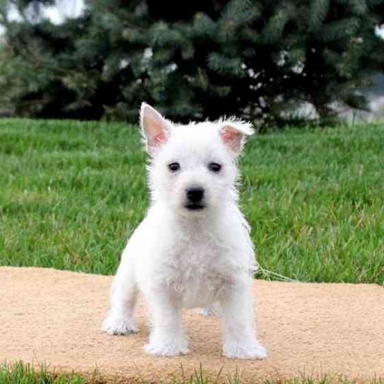 Westie Puppies Берлин