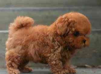 Toy Poodle Puppies Берлін