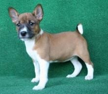 Basenji Puppies Berlin - photo 1