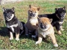 Shiba Inu Puppies Berlin - photo 1