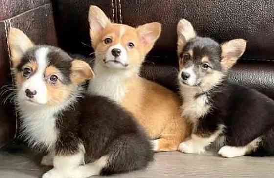 Pembroke Welsh Corgi Puppies Berlin