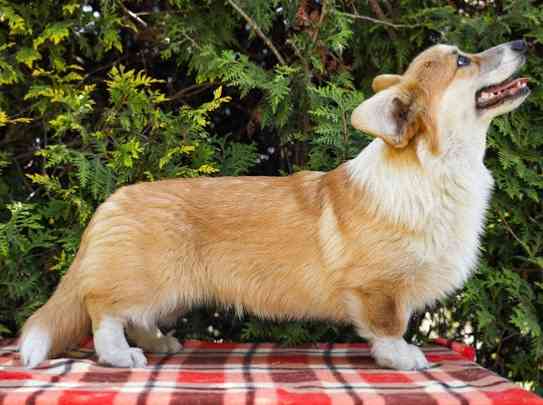 Wełpę Welsh Corgi Pembroke Берлін