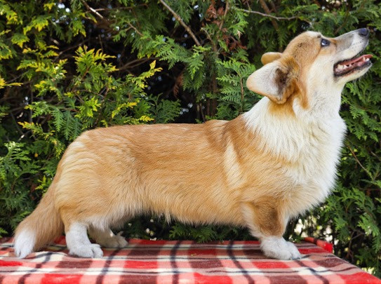 Wełpę Welsh Corgi Pembroke Берлин - изображение 1