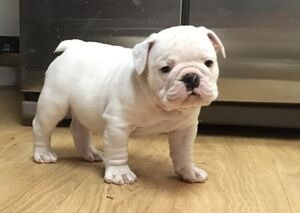 Wunderschöne und entzückende englische Bulldoggenwelpen Schwerin - photo 1