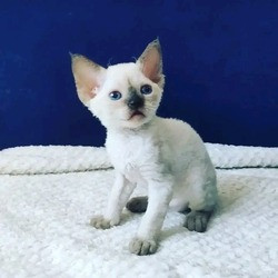 Devon-Rex-Kätzchen Mainz - изображение 1